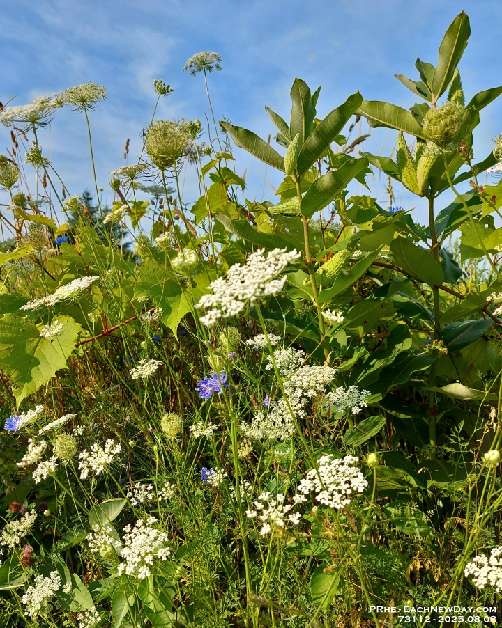 73112CrLeUsm - Beauty in the meadow - Clayt French Park